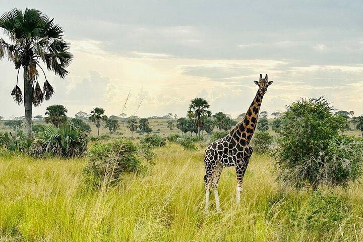 2 dages budgetsafari til Murchison Falls National Park
