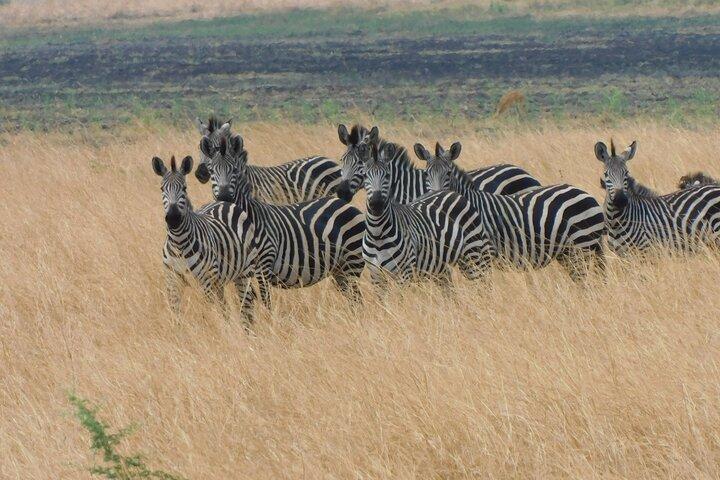 Um dia Akagera Safari de Kigali