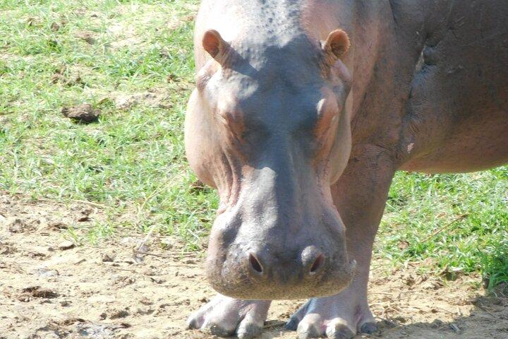 One Day Akagera Safari From Kigali