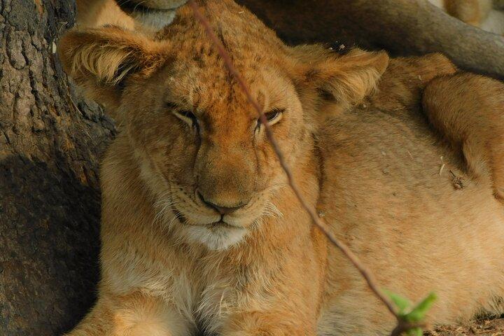 Um dia Akagera Safari de Kigali