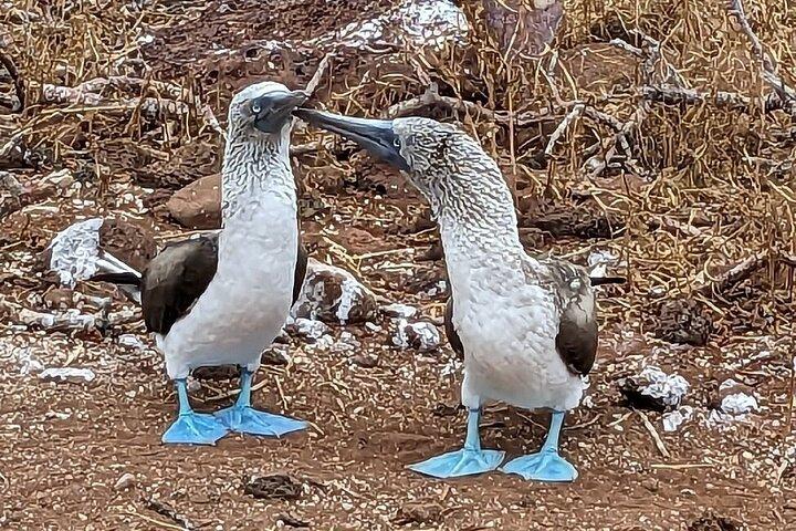 エクアドルの7日間のガラパゴス島巡りツアー