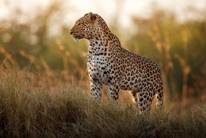 Private Full Day Kruger National Park Safari Tour from Hoedspruit