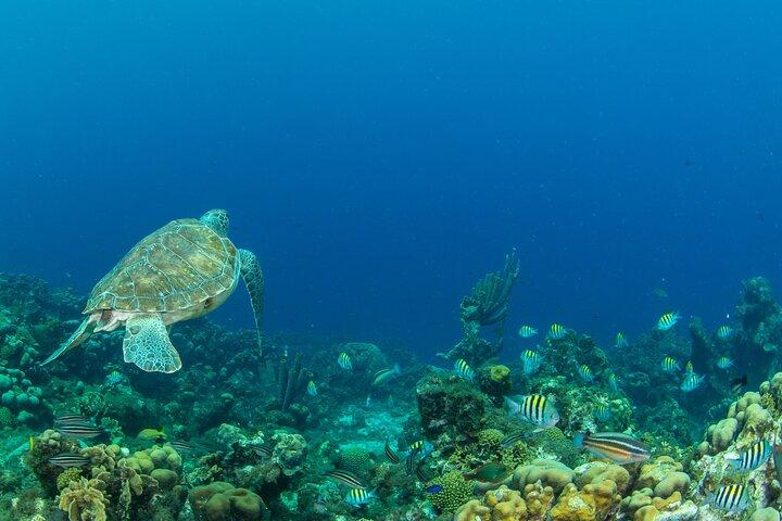 Private Tour Moalboal Island Hopping Pescador Island Sardines