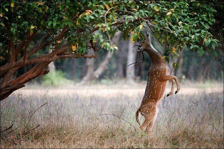 2-dages privat Ranthambhore Tiger Tour fra Delhi