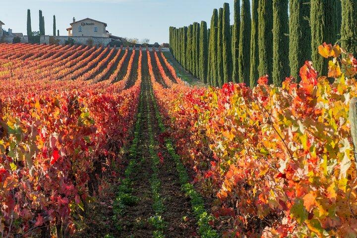 Assisi: Tour vinicolo di un giorno intero nell'area del Sagrantino