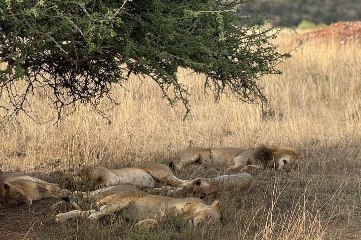 3 Days Maasai Mara Safari With Special Rates