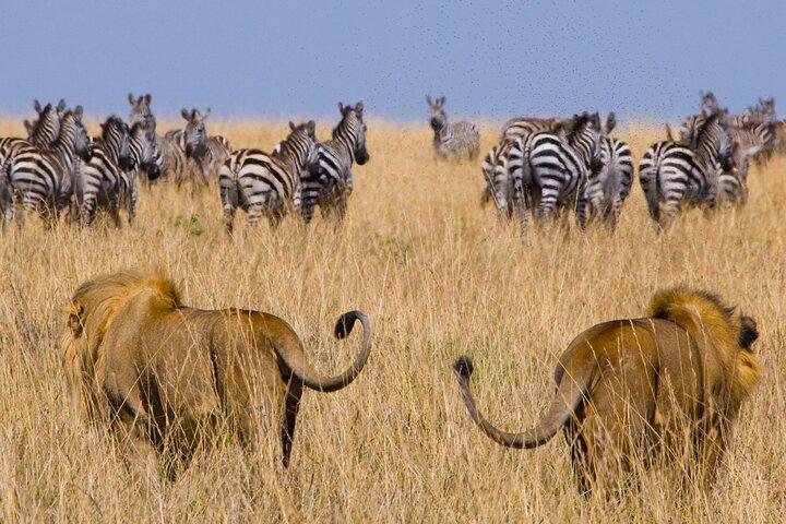 Erschwingliche 3-tägige Safari zum Serengeti & Ngorongoro Krater