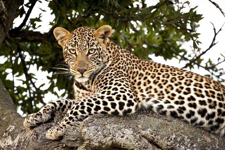 Erschwingliche 3-tägige Safari zum Serengeti & Ngorongoro Krater