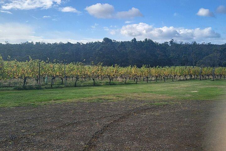 Einzigartige Weintour – Hobart und Südost-Tasmanien
