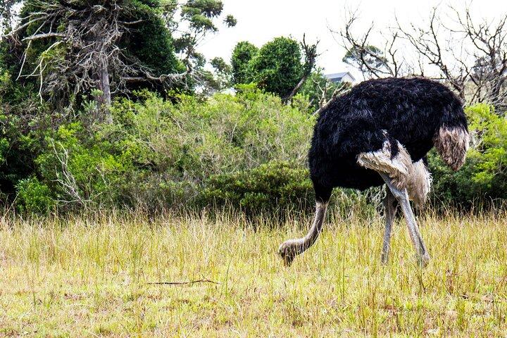 Wild Kragga Kamma Game Park - Private Tour von Port Elizabeth