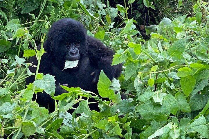 Excursion privée d'une journée à l'aventure Gorilla Trek au départ de Kigali