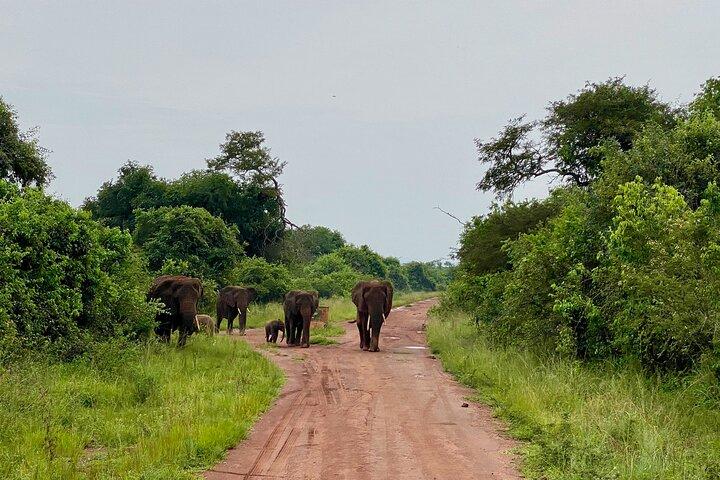Excursión de un día a Safari Park desde Kigali