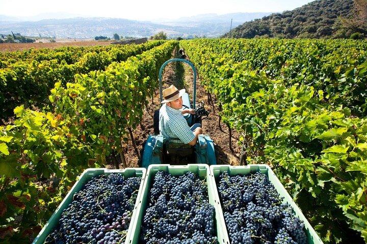 Cata de vinos y aceites de oliva Valpolicella con almuerzo de Verona