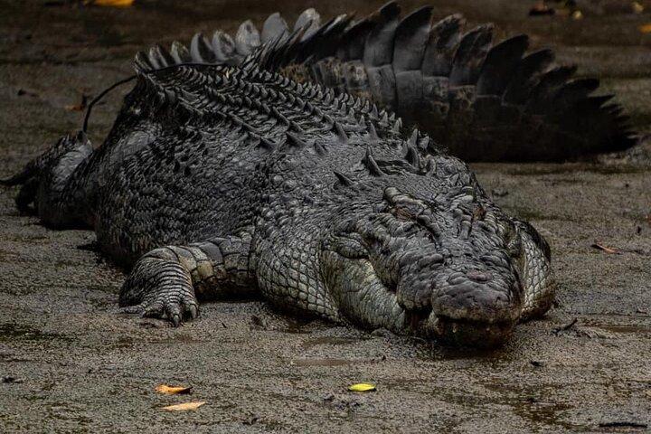 Hartleys Crocodile Adventures Plus Traslados de retorno a Port Douglas