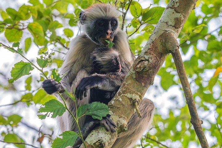 Privérondleiding van een halve dag in Zanzibar naar Spice Farm