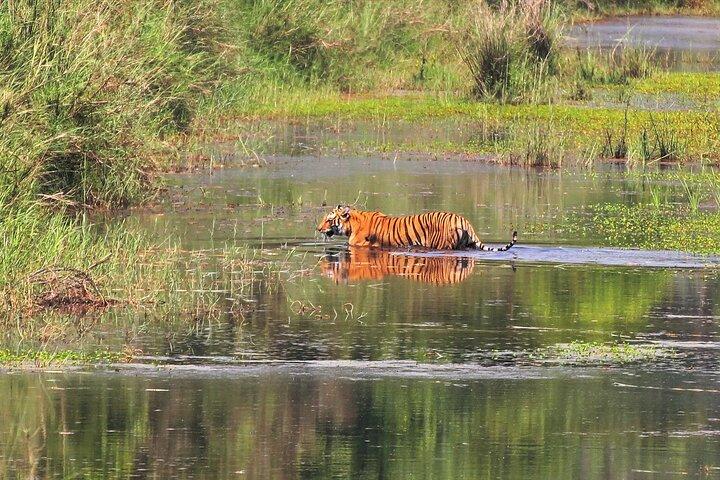 ポカラの2泊3日チトワン国立公園サファリツアー