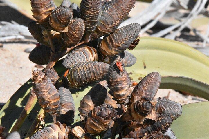 クルーズ客船スペシャル：スワコプムントとナミブ砂漠の至宝