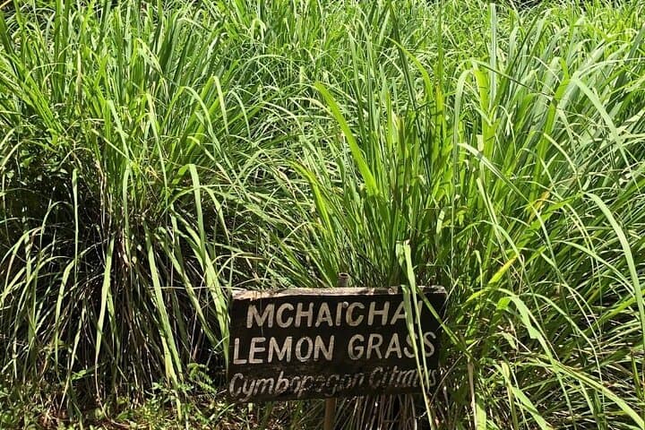 Private Zanzibar Spice Farm Tour
