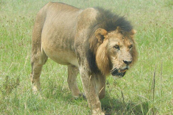 6-daagse privémigratiereis in Kenia