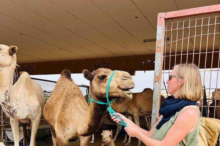 8 Hours Al Ain City Tour without lunch