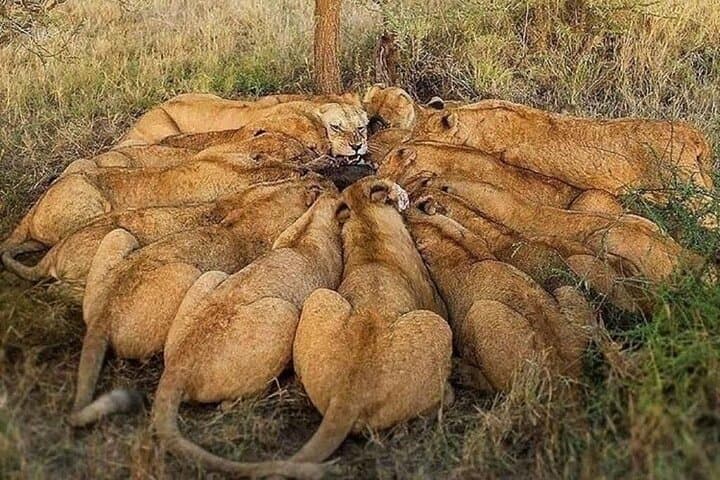 12 Days Kenya and Tanzania Tour