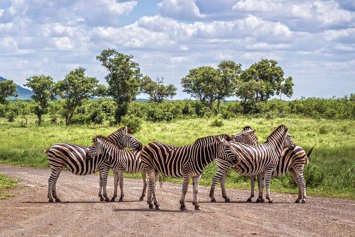 Privat heldagstur i Kruger National Park