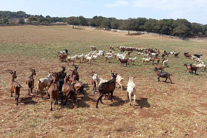 マルティナ フランカ 電動自転車ツアー 繁殖地と酪農場の訪問
