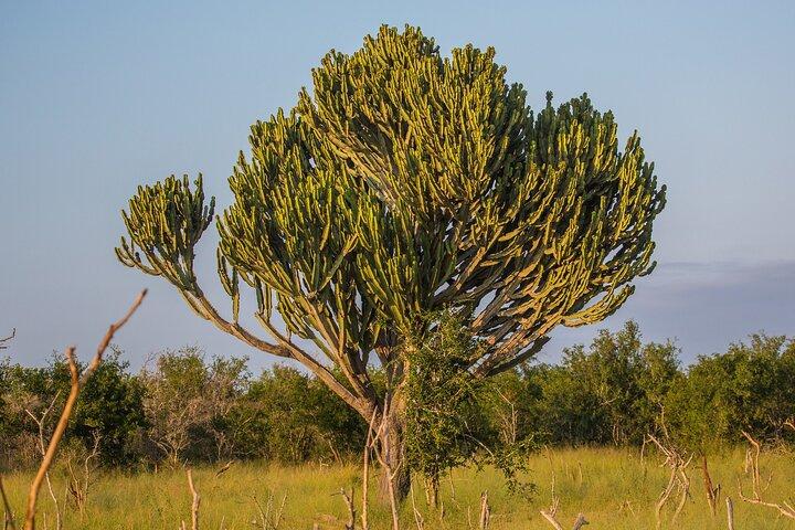 Parc national royal de Hlane - Excursion d'une journée à Eswatini