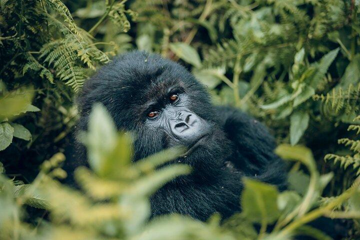 1-dags Gorilla Trekking Safari i Rwanda Volcanoes National Park
