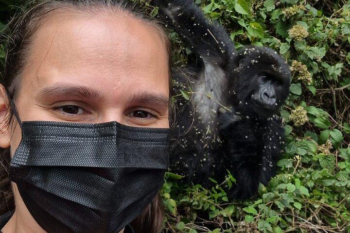 1-dags Gorilla Trekking Safari i Rwanda Volcanoes National Park