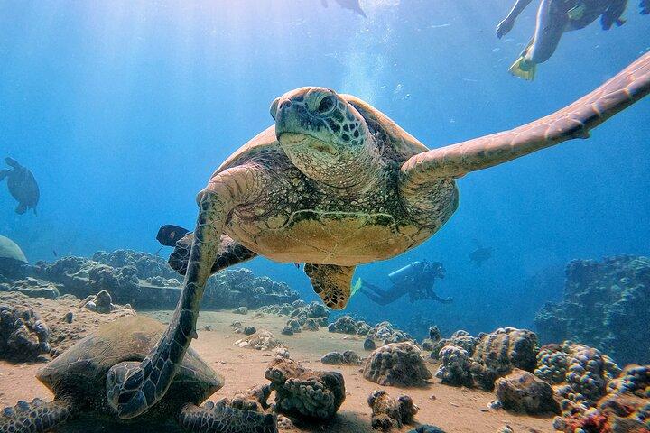 Scuba Diving in Maui with No Experience Needed