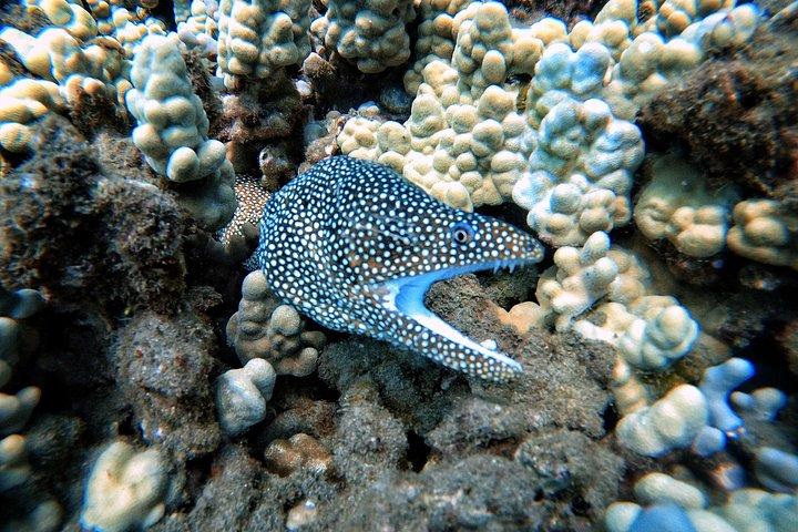 Scuba Diving in Maui with No Experience Needed