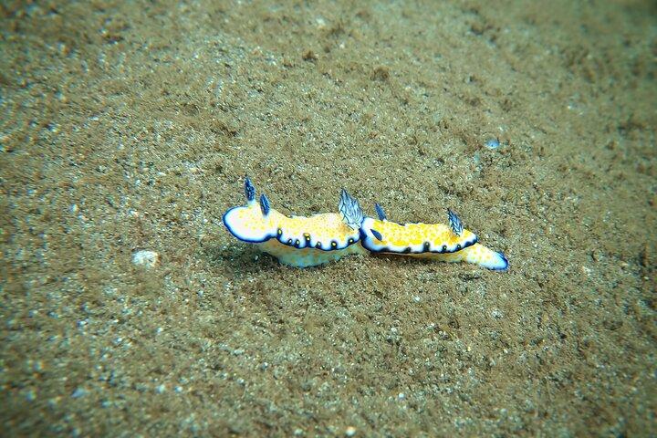Scuba Diving in Maui with No Experience Needed