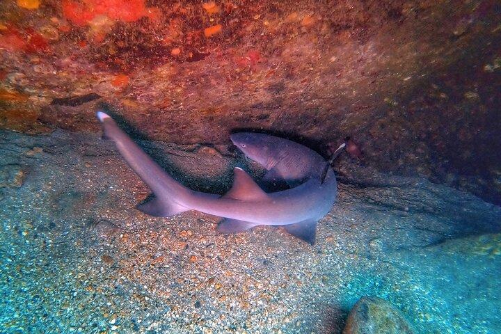 Scuba Diving in Maui with No Experience Needed