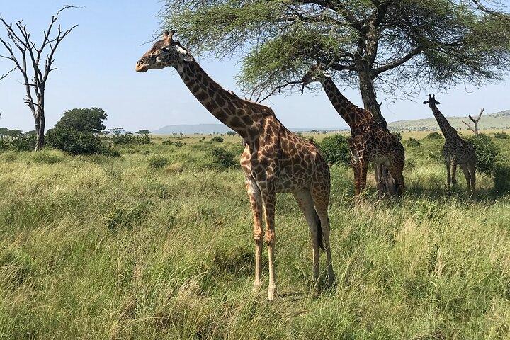 One Day Tanzania Safari - Tarangire eller Arusha National Park