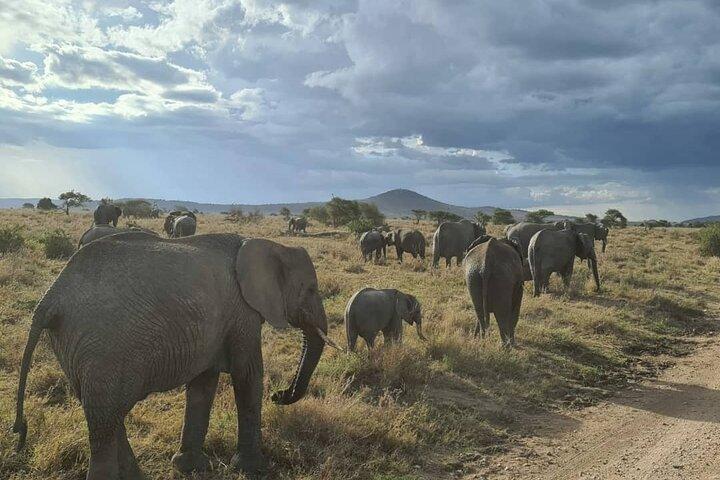 Tarangire National Park 1 - Dagsafari från Moshi eller Arusha