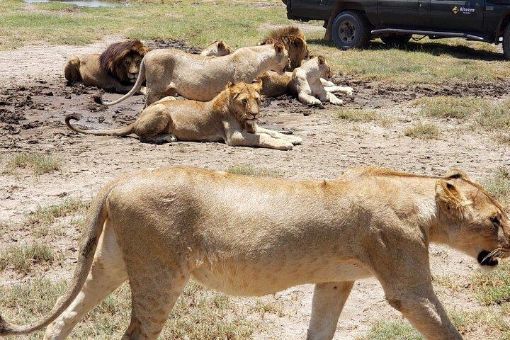 Tarangire National Park 1 - Dagsafari från Moshi eller Arusha
