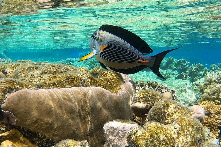 パラダイス島シュノーケリング ツアー（昼食付き） - ハルガダ