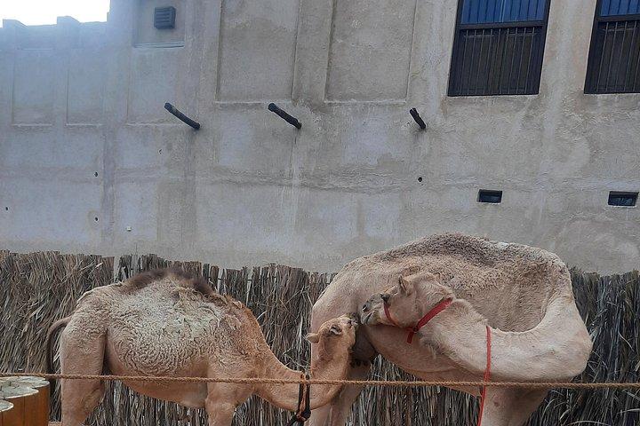 オールド ドバイ タウン、スーク、屋台の食べ物、文化、歴史を発見する