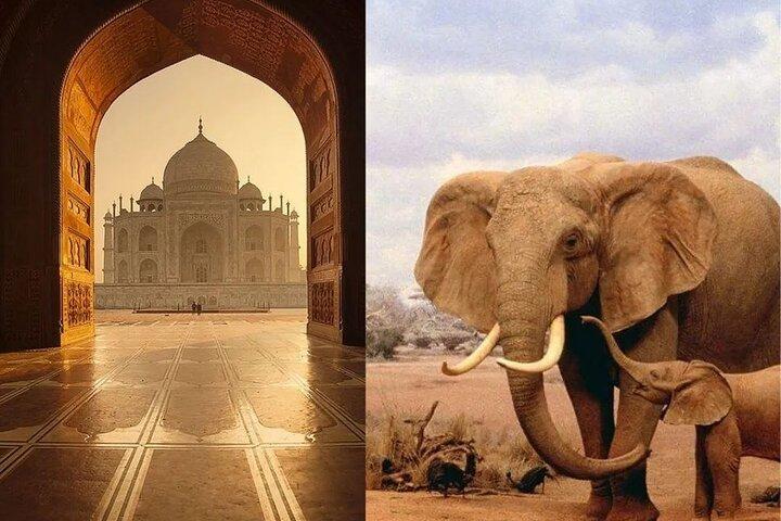 Lo stesso giorno tour del Tajmahal con SOS Elephant/Bear Wildlife Sanctuary