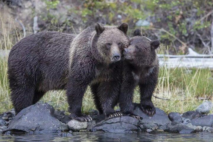 Lo stesso giorno tour del Tajmahal con SOS Elephant/Bear Wildlife Sanctuary