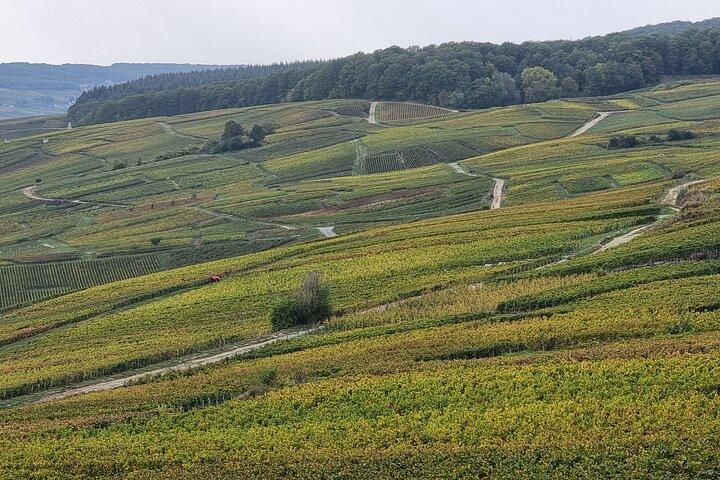 Excursion privée à la journée en Champagne, au départ de Paris
