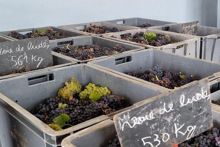 Excursion privée à la journée en Champagne, au départ de Paris