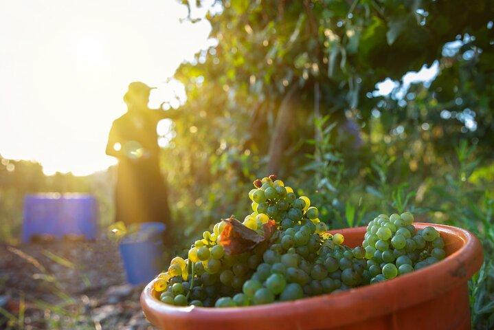 Ganztägige private Weintour durch die Judäischen Hügel ab Jerusalem