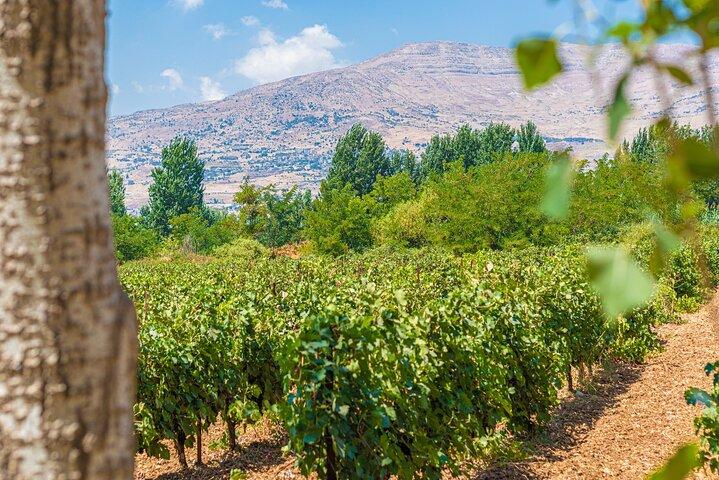 Visite privée d'une demi-journée du château Musar et des vins d'Ixsir au départ de Beyrouth