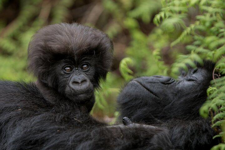 1-dags Gorilla Trekking Safari i Rwanda Volcanoes National Park