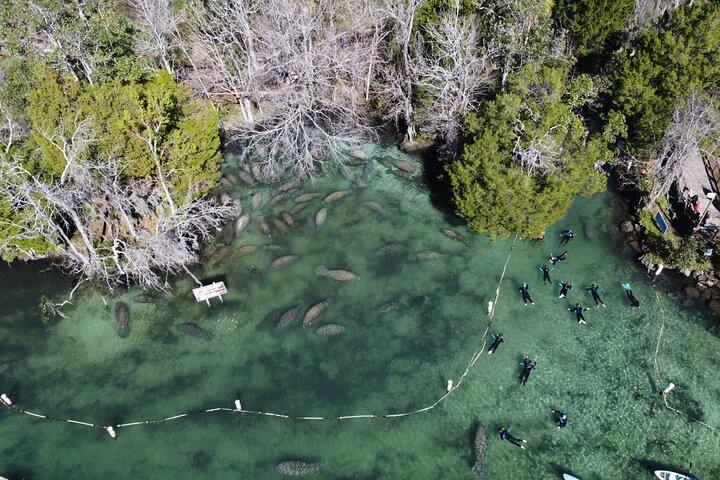Excursion de 3 heures avec des lamantins en Floride