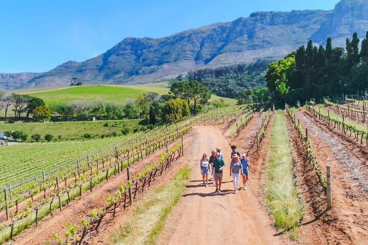 Constantia Wine and Storytelling Tour with Lunch From Cape Town