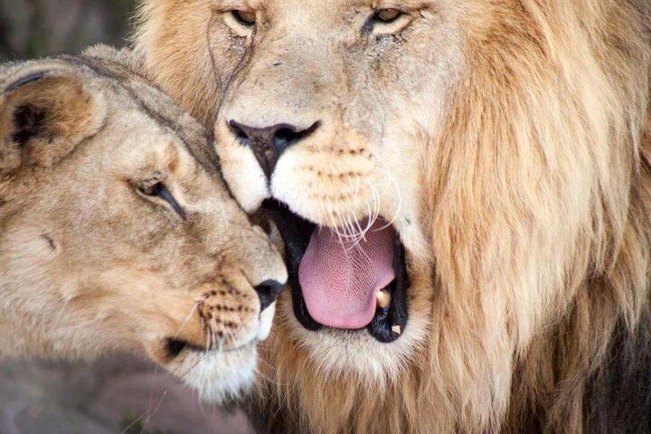 Au départ du Cap : Big Five Safari Tour