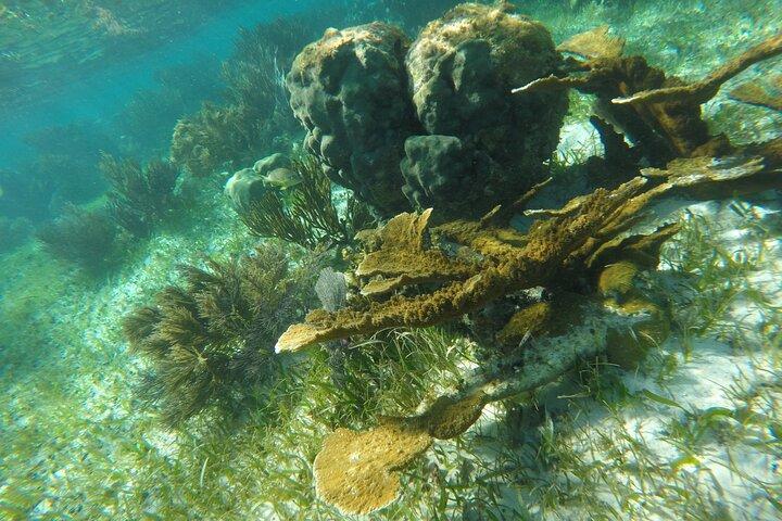 Snorkeling Guided Activity in Puerto Morelos Mexico